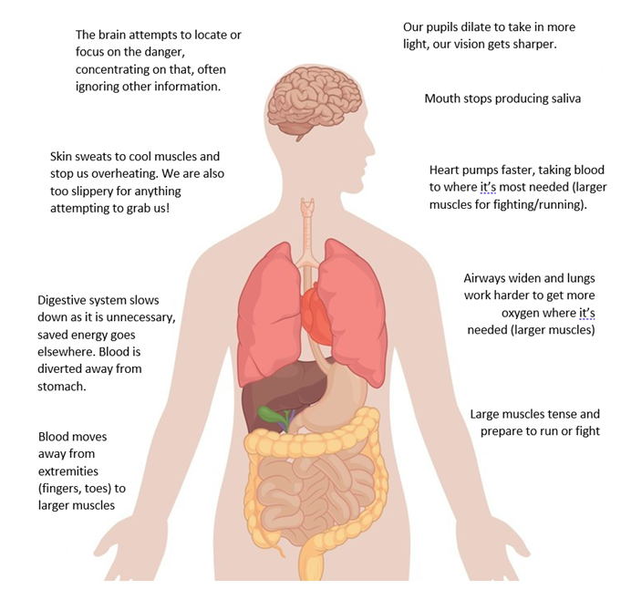 This diagram shows what the fight or flight response is doing in our body.